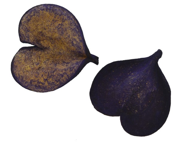 Pereirinha pingente colorido - Roxo - Tamanhos variados (un)